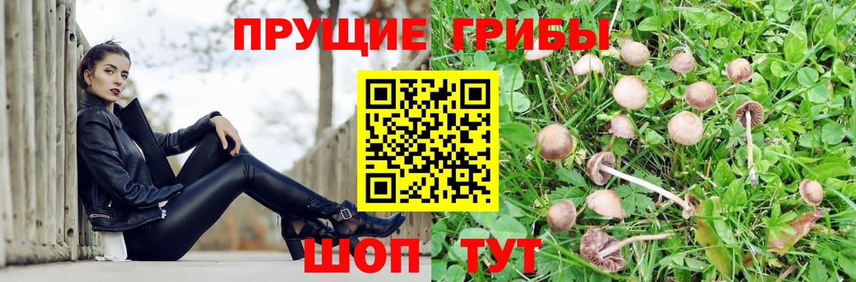 Галлюциногенные грибы Psilocybe Вязники